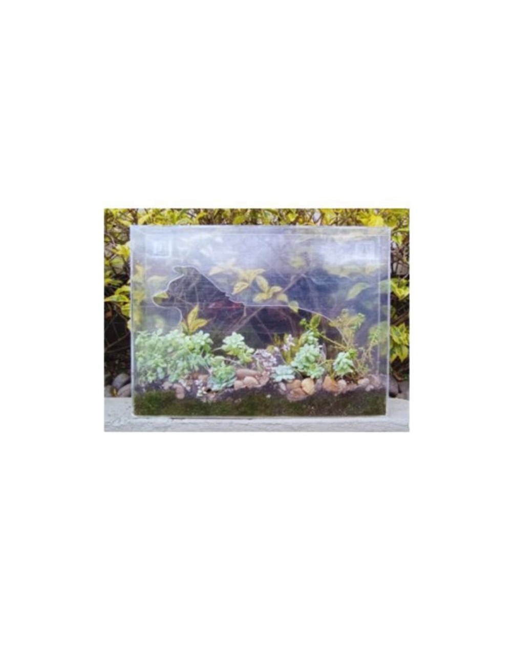 Terrarios PetLovers de Diseño AMARELA FLORAL