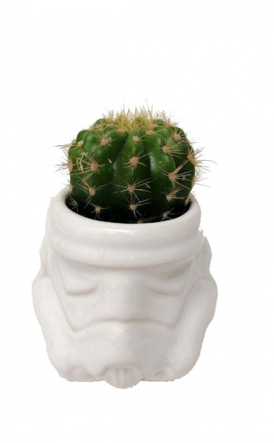 Cactus asiento de suegra