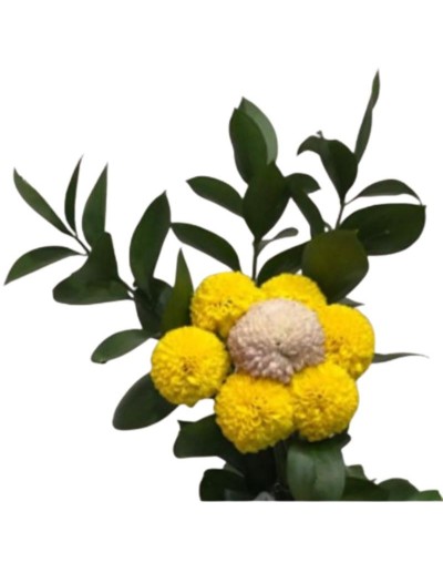 Arreglos Florales de Diseño AMARELA FLORAL