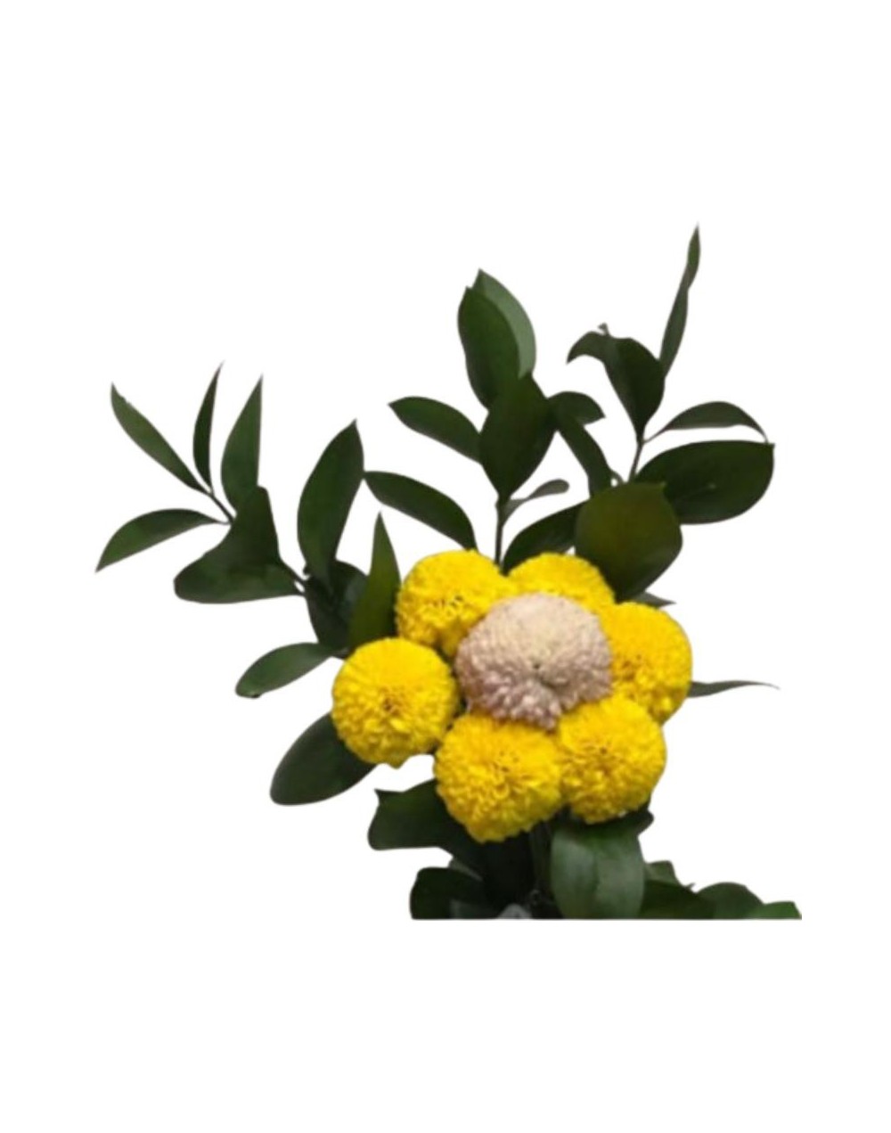 Arreglos Florales de Diseño AMARELA FLORAL