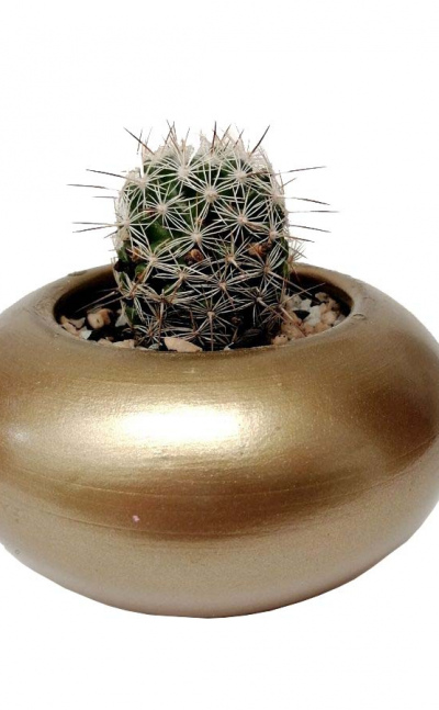 Cactus mammillaria marcosii
