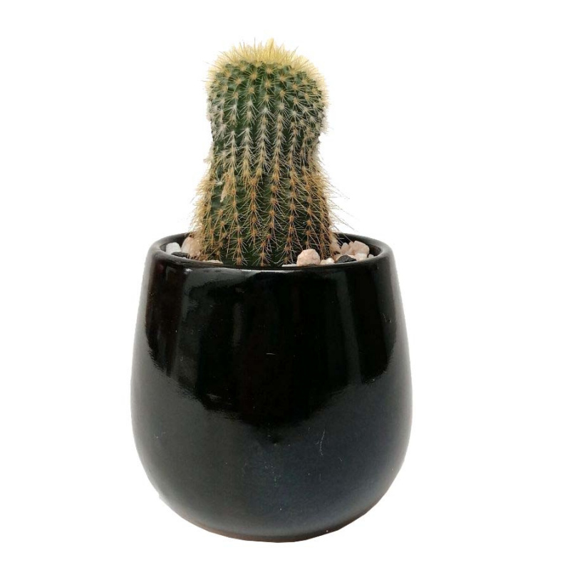 Cactus parodia leninghausii