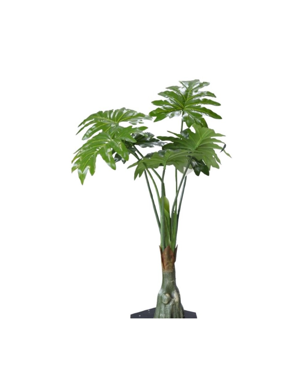 Mata Monstera – Verde