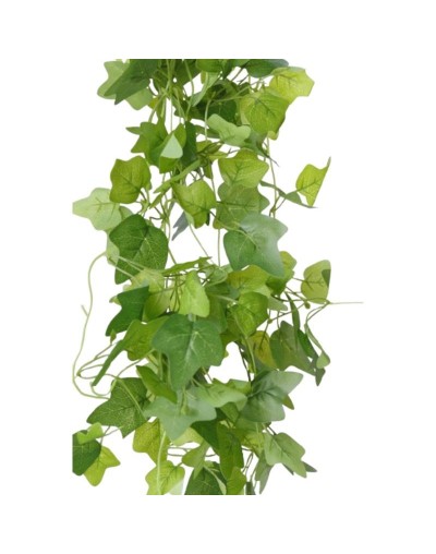 Planta Hiedra – Verde