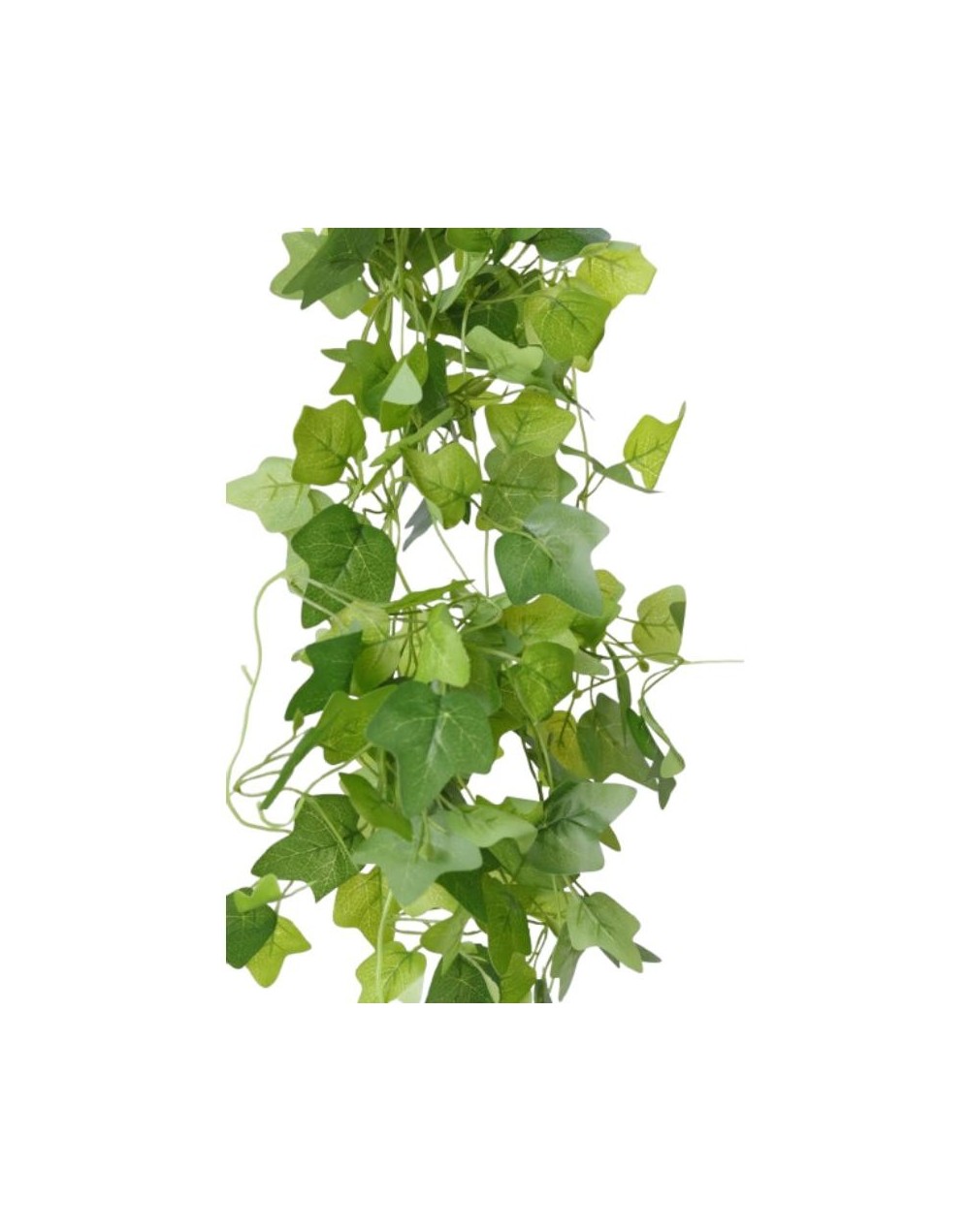 Planta Hiedra – Verde