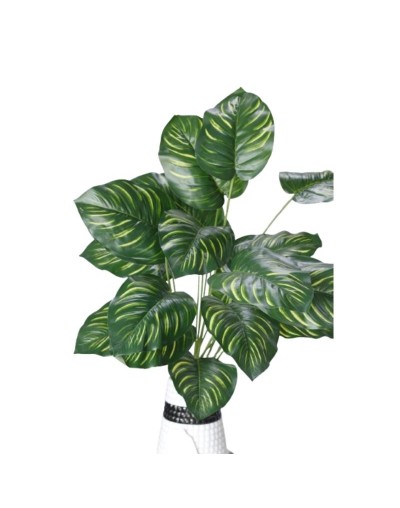 Mata Hoja Alocasia por 24