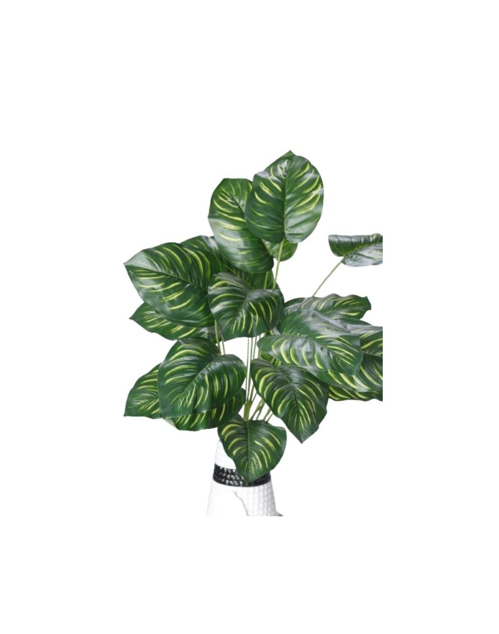 Mata Hoja Alocasia por 24
