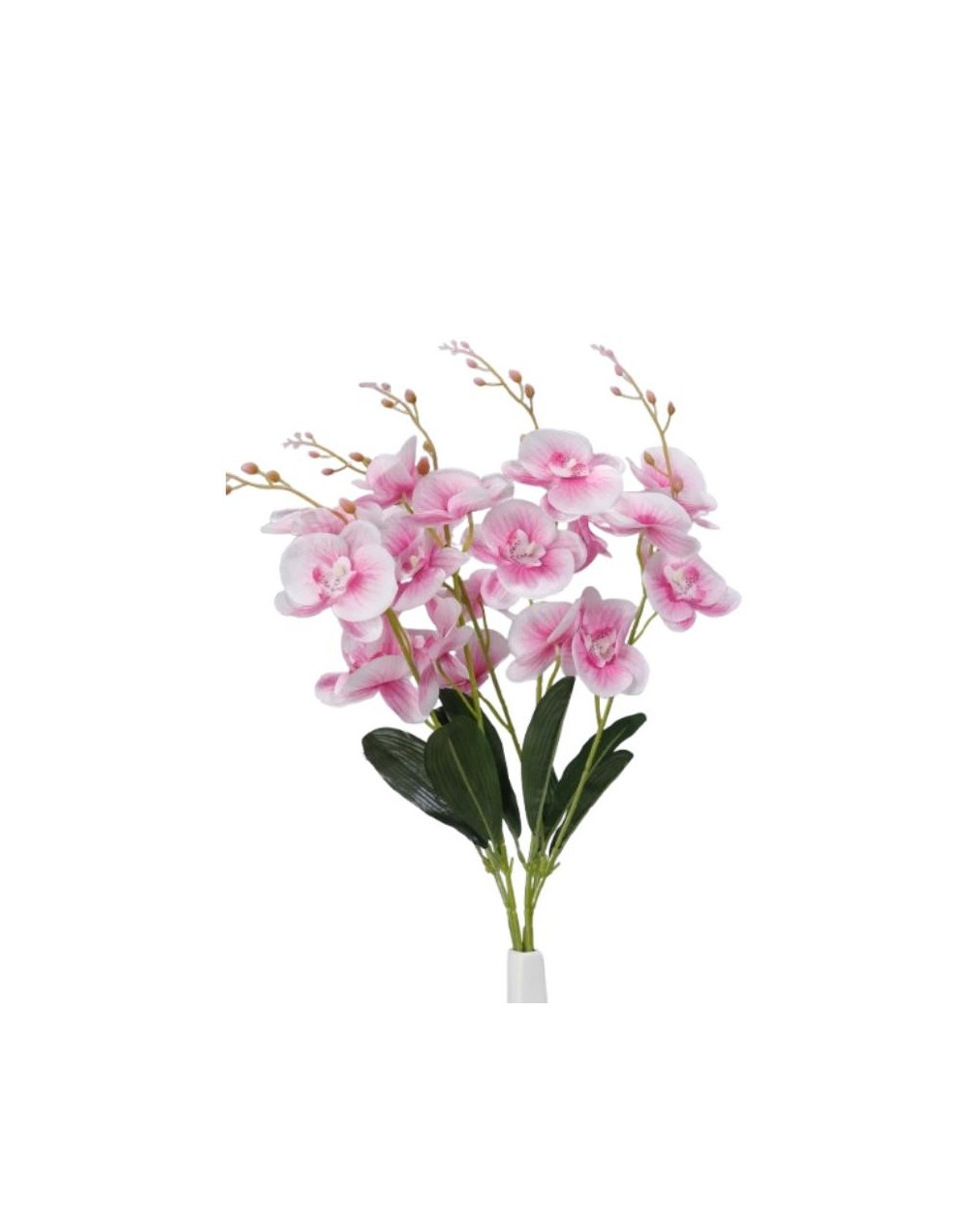 Orquídea por 5