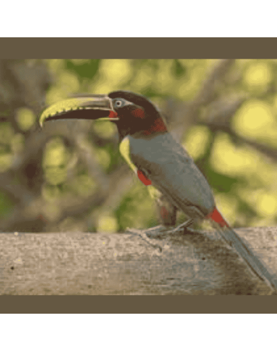 Monterrey: la naturaleza del piedemonte llanero