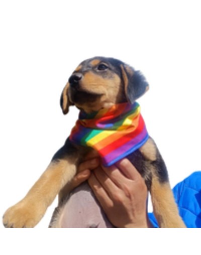 Pañoleta edicion pride Ultimas Unidades XXS a L