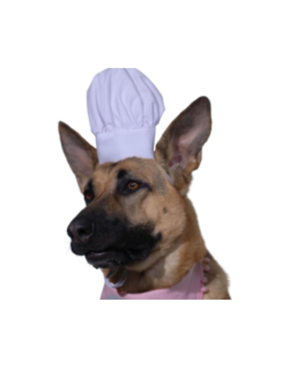 Gorro Chef Pet Talla unica