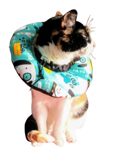 Collar Isabelino tipo dona