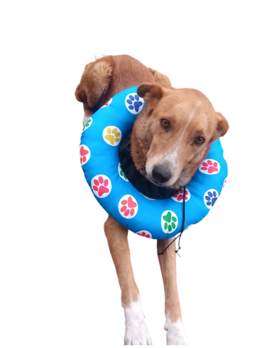 Collar Isabelino tipo dona