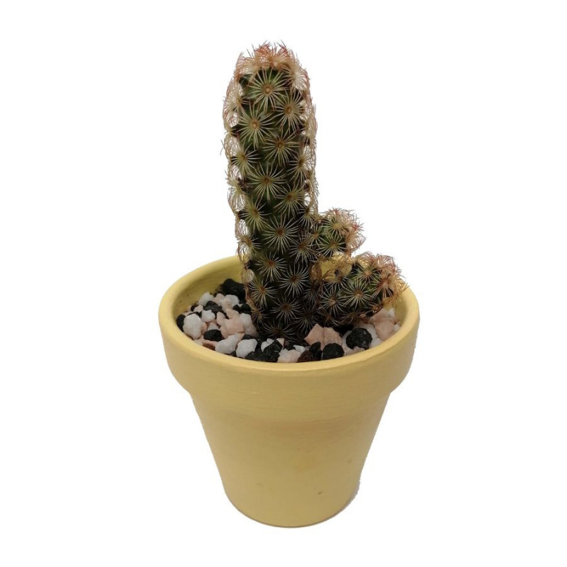 Cactus mammillaria elongata