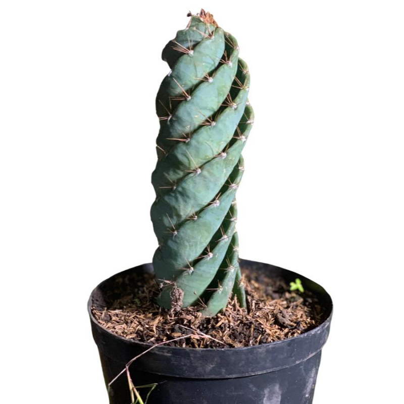 Cactus tornillo 