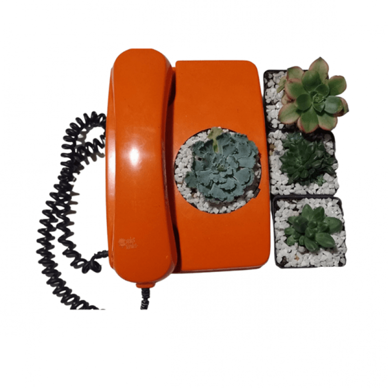 Terrario vintage en teléfono naranja