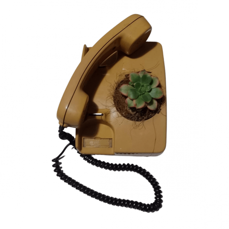 Terrario vintage en teléfono beige