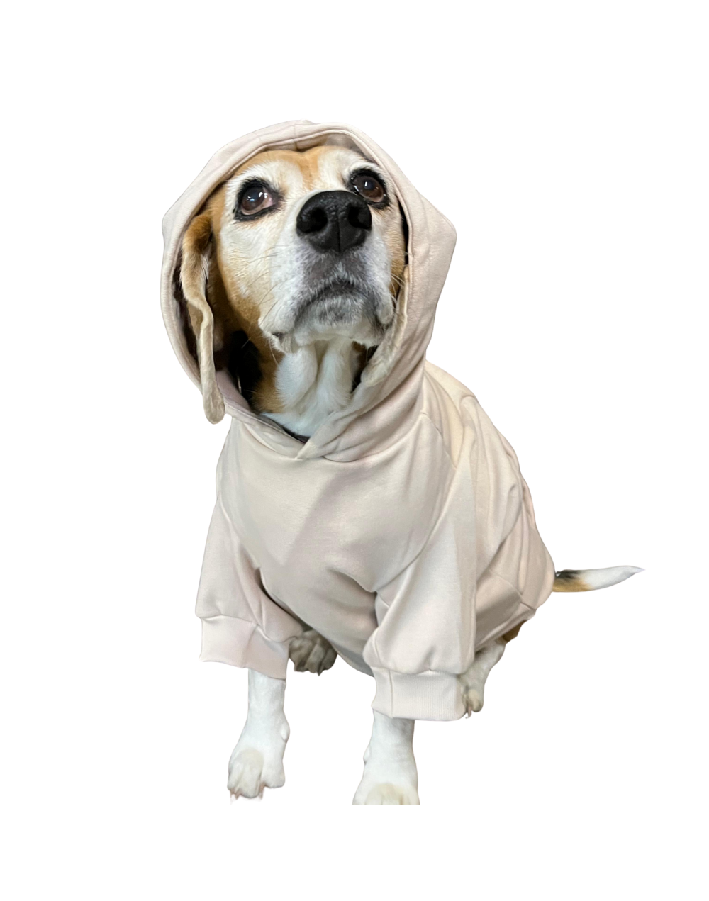 Buzo en algodón perchado para perro