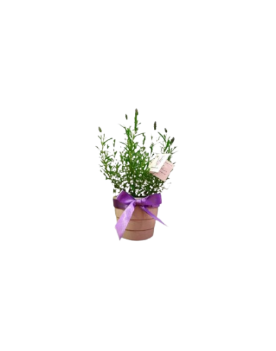 Planta Matera blanca con moño morado o yute