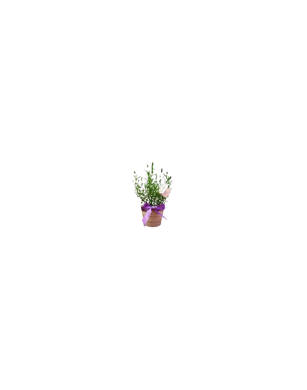 Planta Matera blanca con moño morado o yute