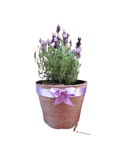 Planta matera forrada en yute