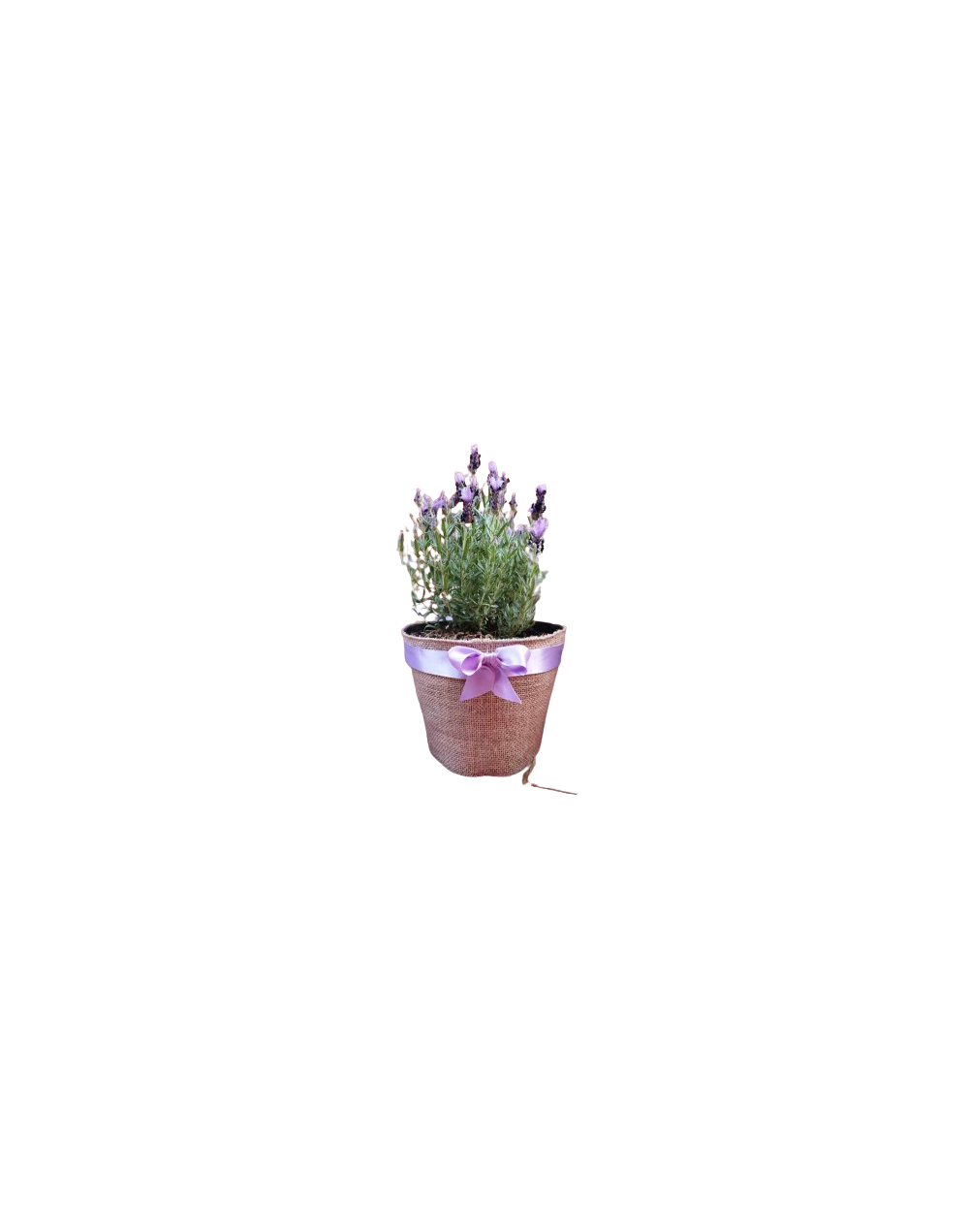 Planta matera forrada en yute