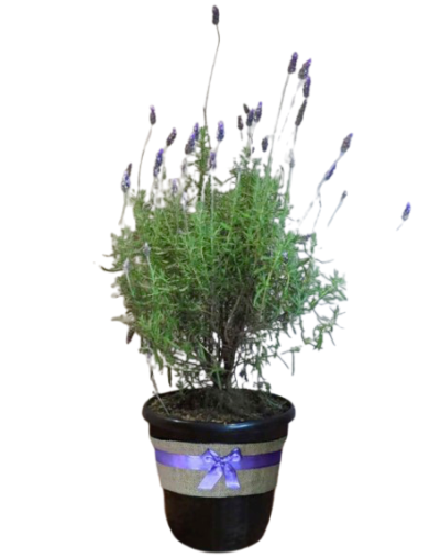 Planta Lavanda grande