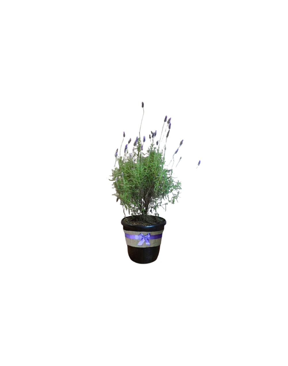 Planta Lavanda grande