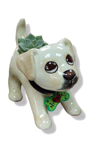 Matera perro labrador - mi mascota