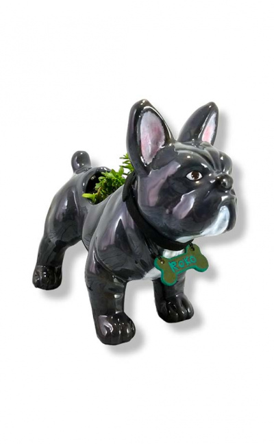 Matera perro bulldog francés mi mascota