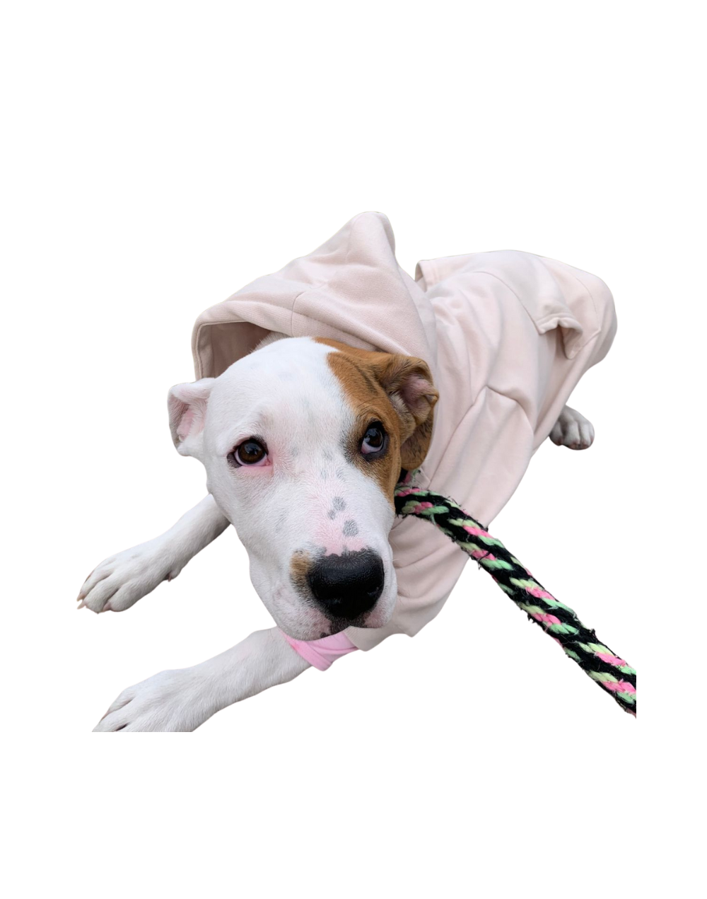 Buzo en algodón perchado para perro