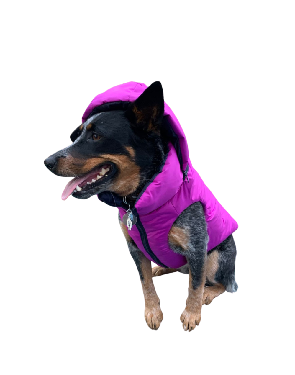 Chaleco semi impermeable para perro