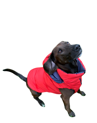 Chaleco semi impermeable para perro