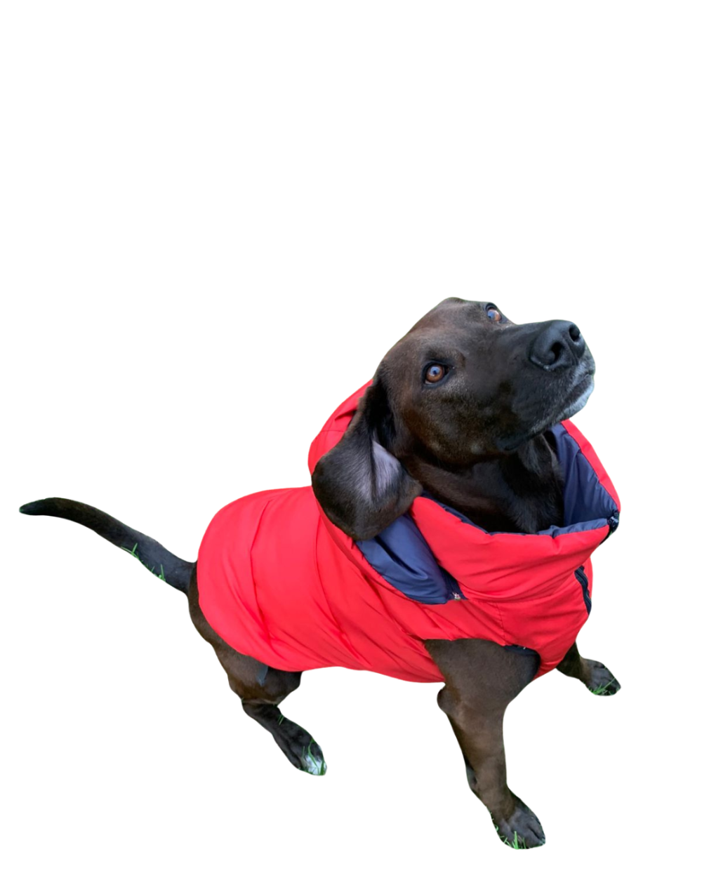 Chaleco semi impermeable para perro