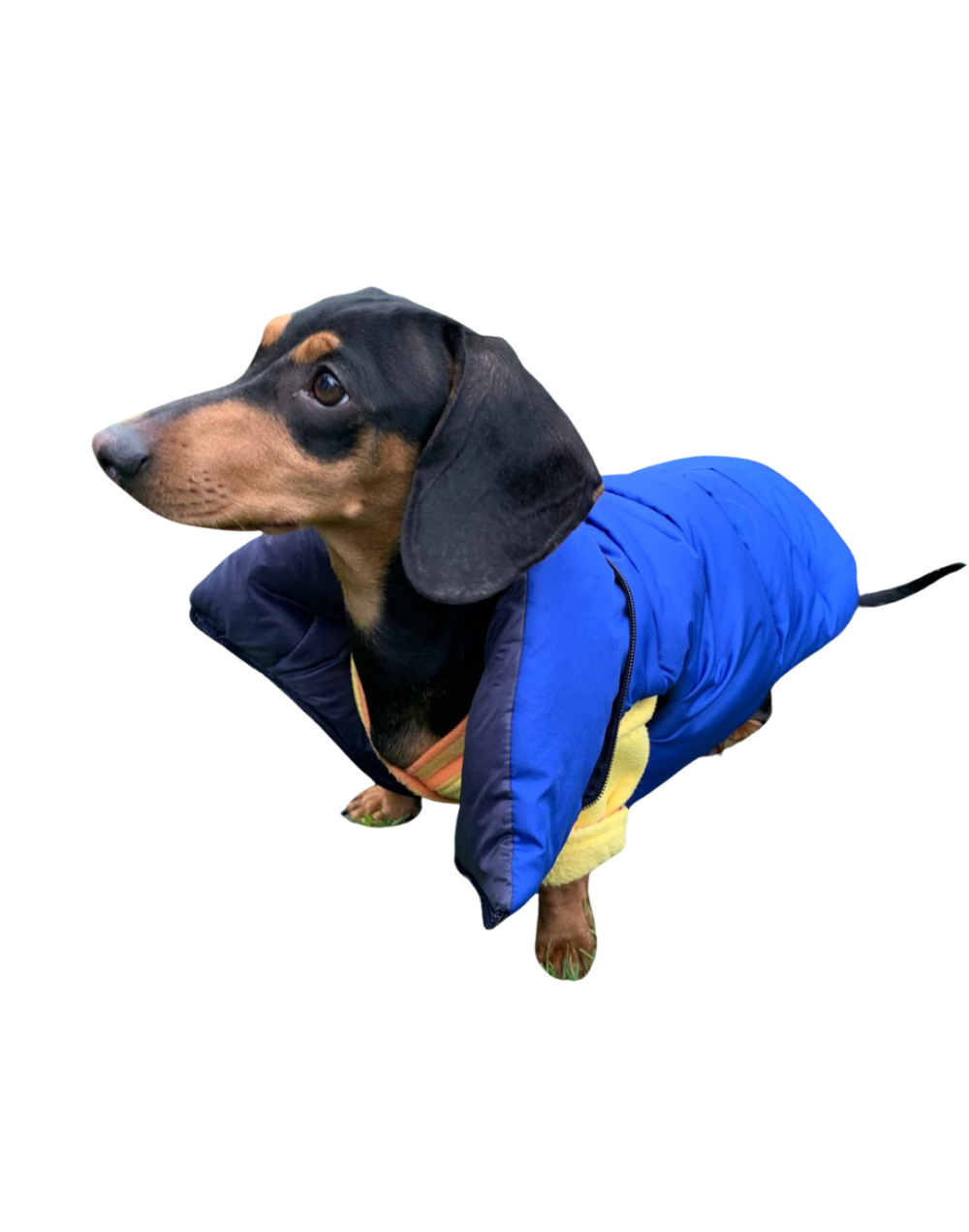 Chaleco semi impermeable para perro