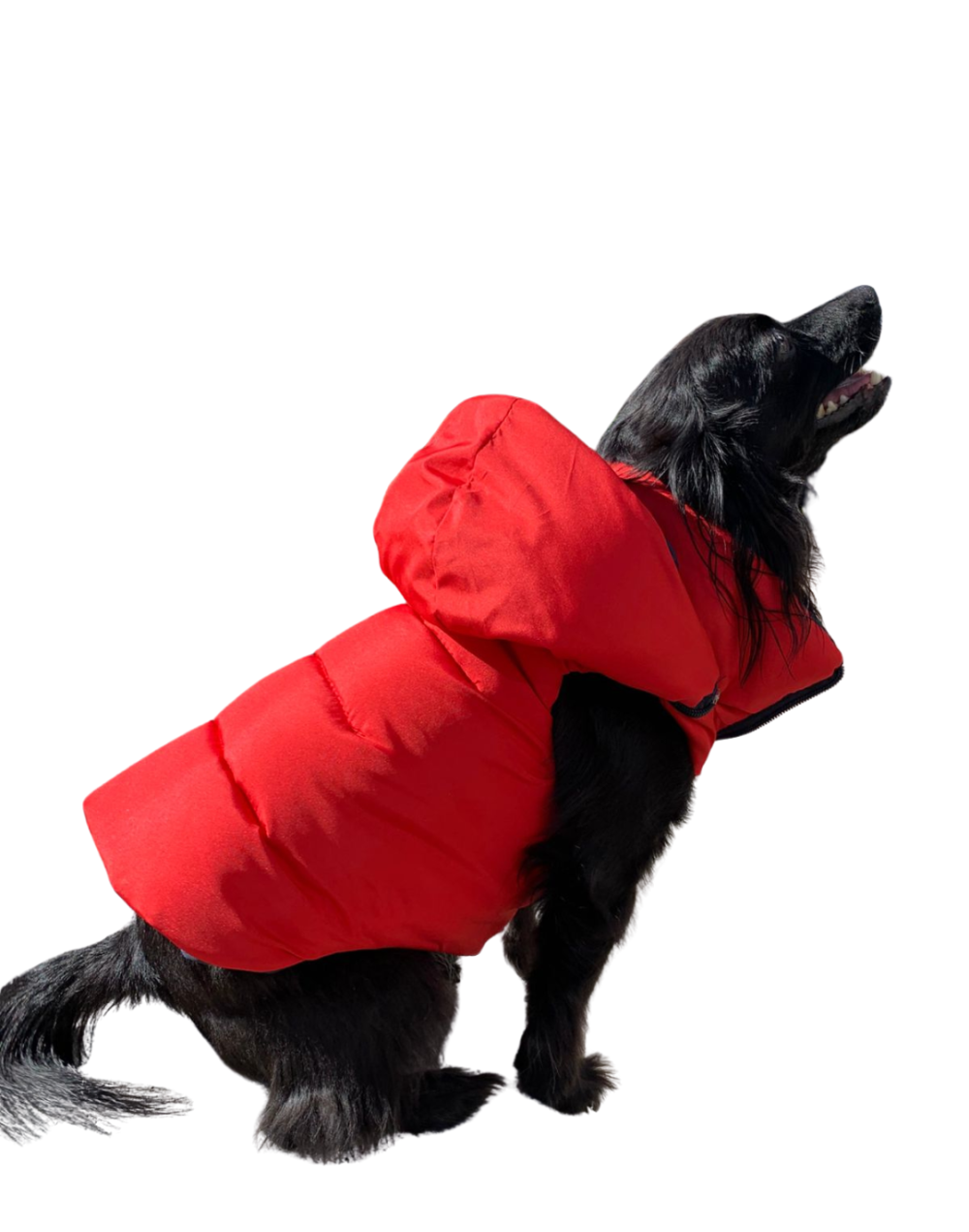 Chaleco semi impermeable para perro