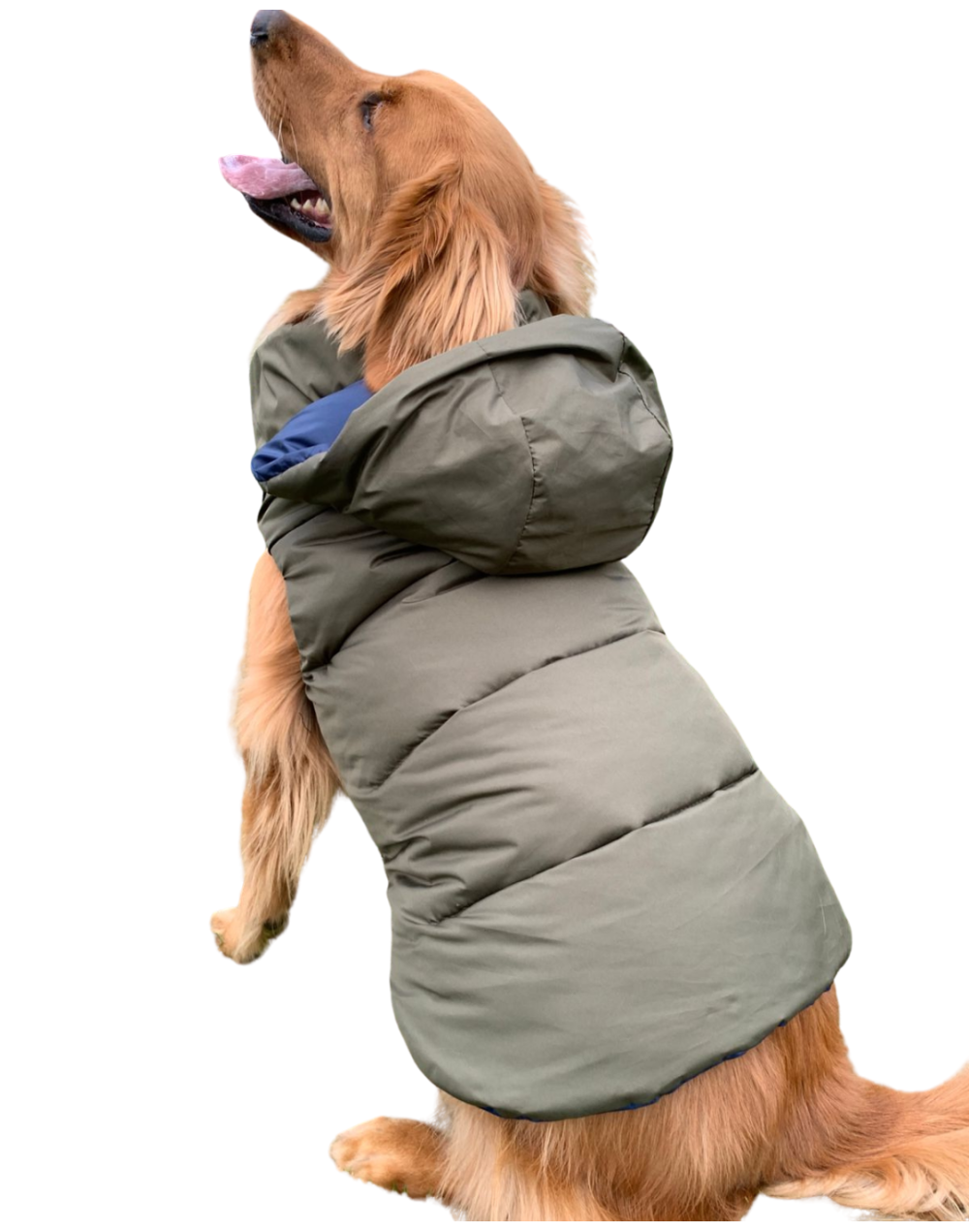 Chaleco semi impermeable para perro
