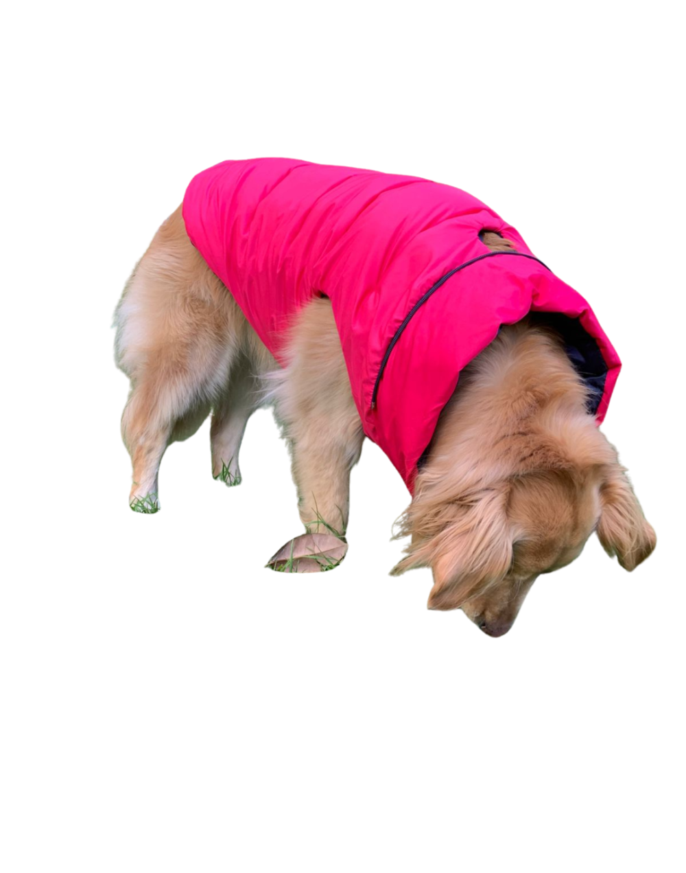 Chaleco semi impermeable para perro