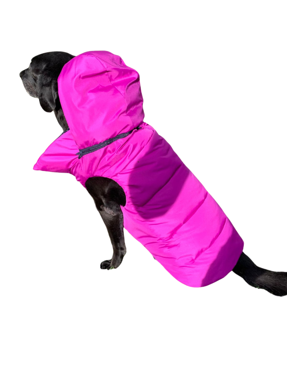 Chaleco semi impermeable para perro