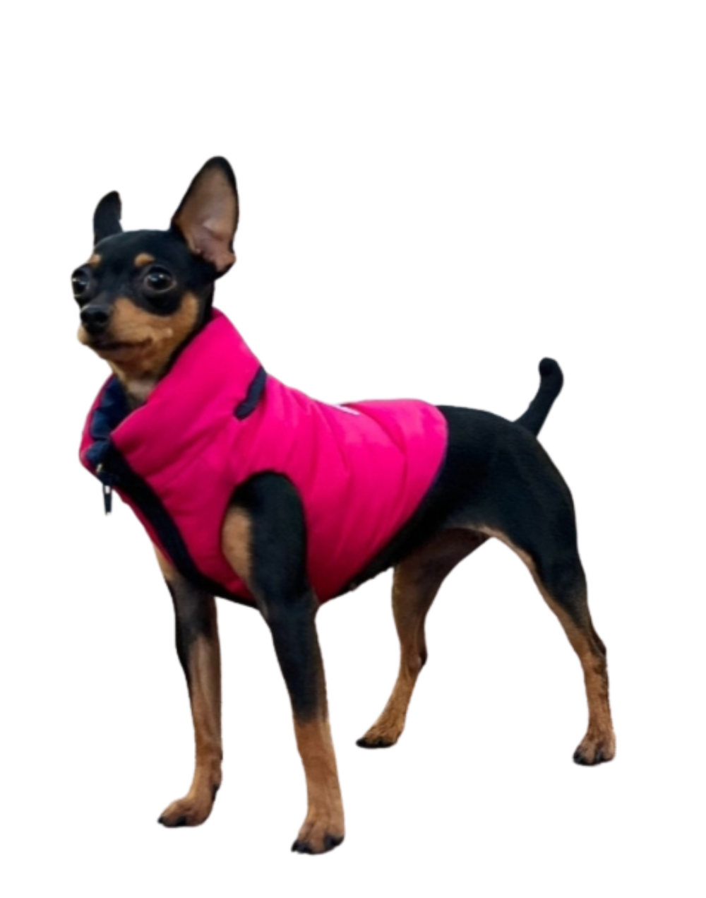 Chaleco semi impermeable para perro