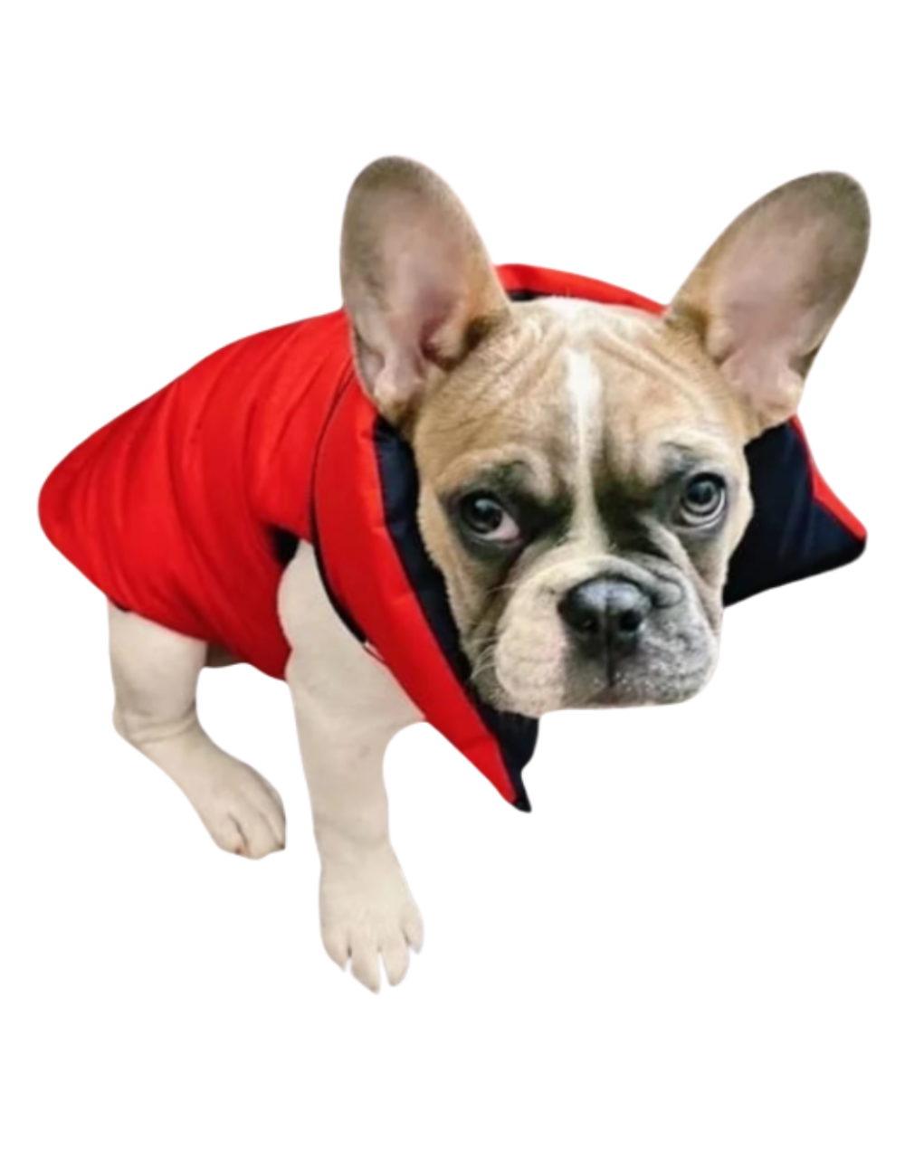 Chaleco semi impermeable para perro