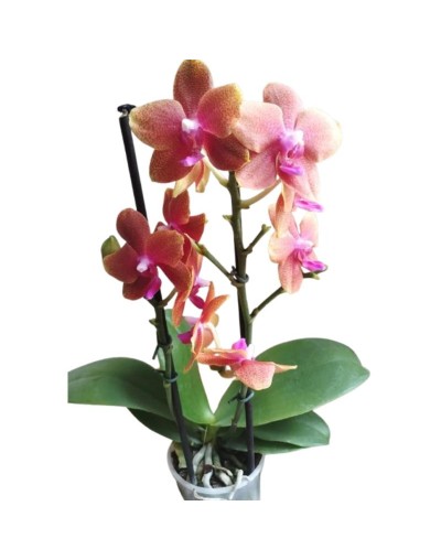 Orquideas Mini  Granjardín