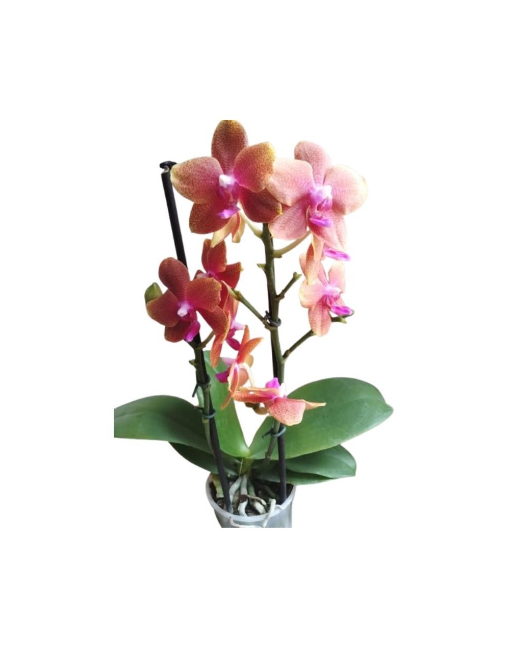 Orquideas Mini  Granjardín