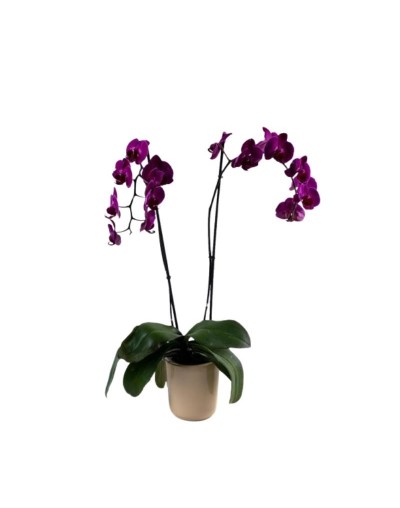 Orquideas Dos Varas florales Granjardín