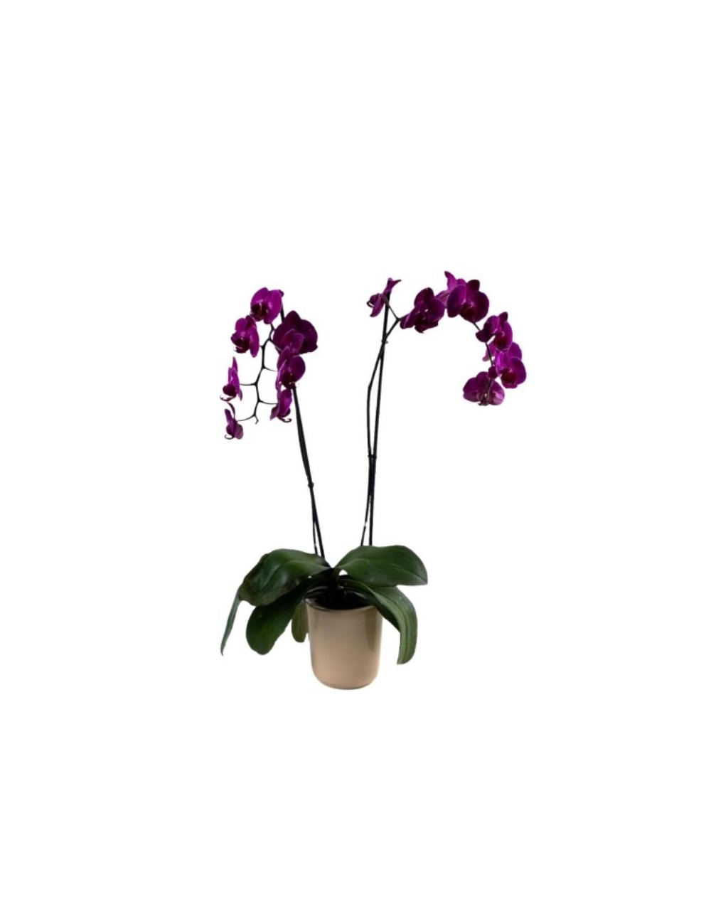 Orquideas Dos Varas florales Granjardín