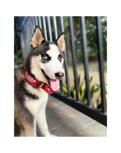 collar táctico rojo