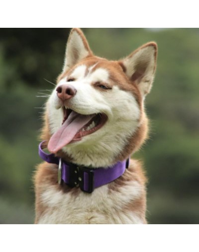 collar táctico morado