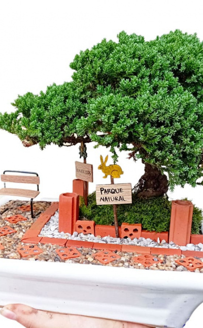 Mini jardin con bonsai 