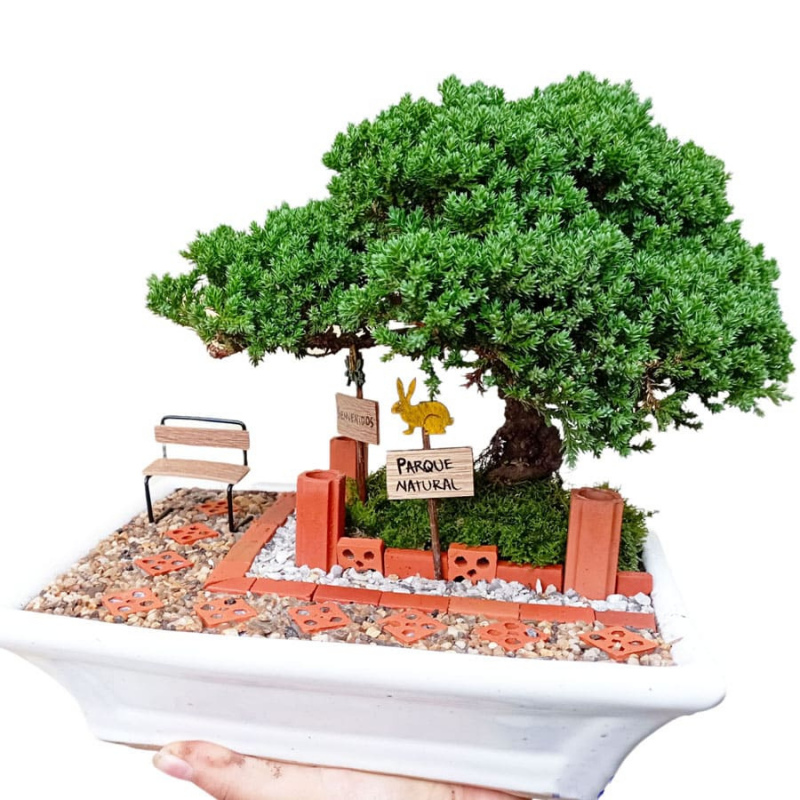 Mini jardin con bonsai 