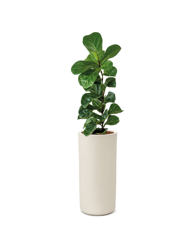 MACETA DE CEMENTO CILINDRO 80 CM CON FICUS 1 VARA